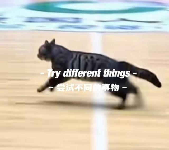 开云-惊现哈基米!广东四川CBA比赛中场地内跑进一只小猫